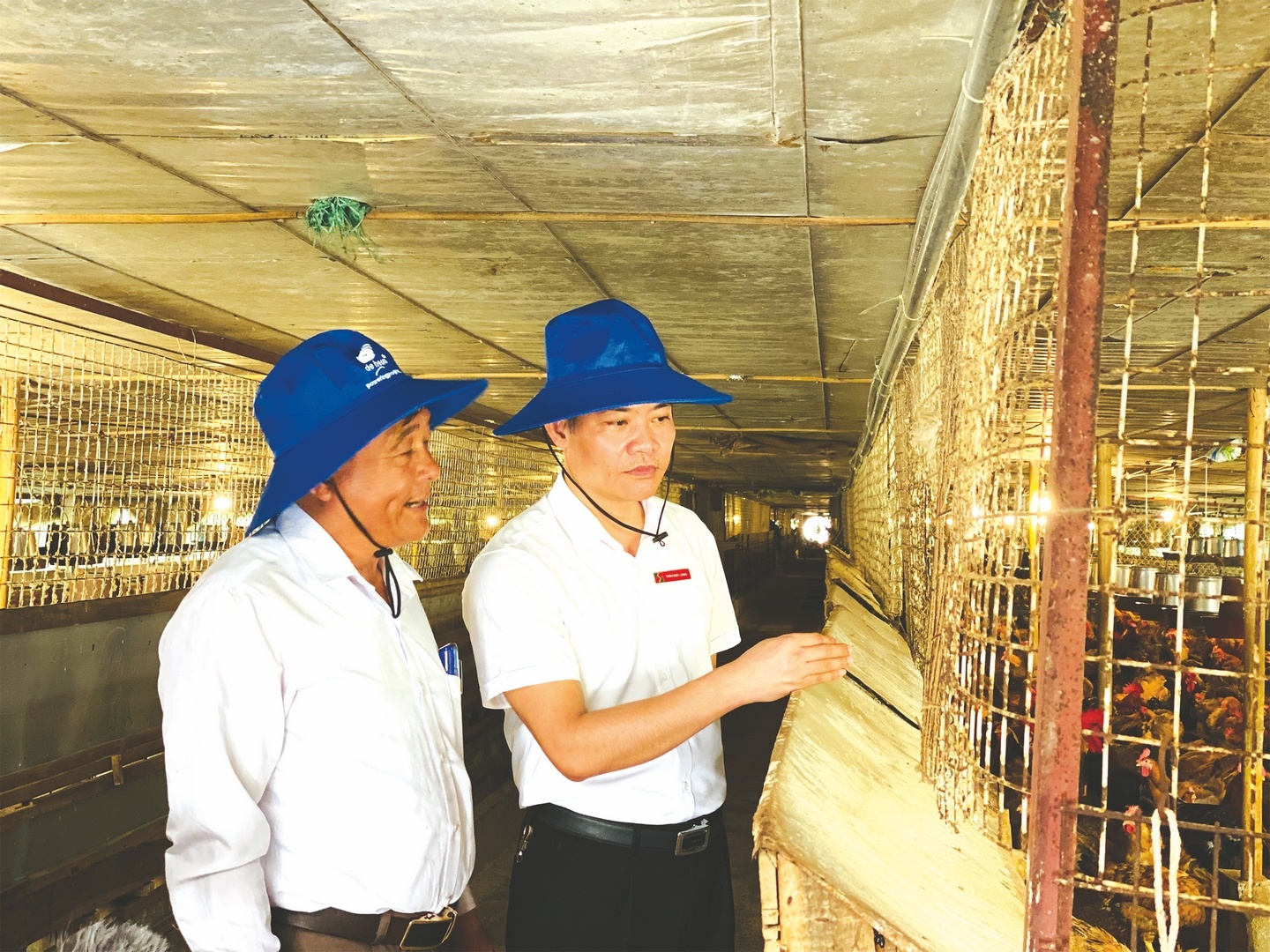 Ông Trần Đức Long - Phó Giám đốc Agribank chi nhánh tỉnh Vĩnh Phúc thăm trang trại gà Hải Thêu