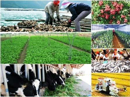 Phát triển Kinh tế tập thể - Hợp tác xã