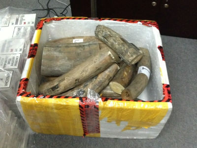 Bắt 50kg ngà voi buôn lậu từ Nga về Hà Nội