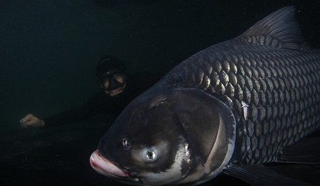Những loài cá nước ngọt có kích thước “khủng” nhất thế giới