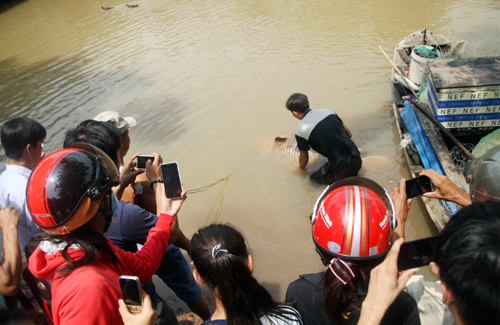 Ngư dân Trần Minh Dung (35 tuổi) cho biết, giữa đêm qua anh thả lưới ở nhánh sông Đồng Nai (phía quận 9, TP HCM). Đến 6h sáng, khi kéo lưới, anh thấy một chú cá lớn giãi giụa rất mạnh, rách cả lưới. 