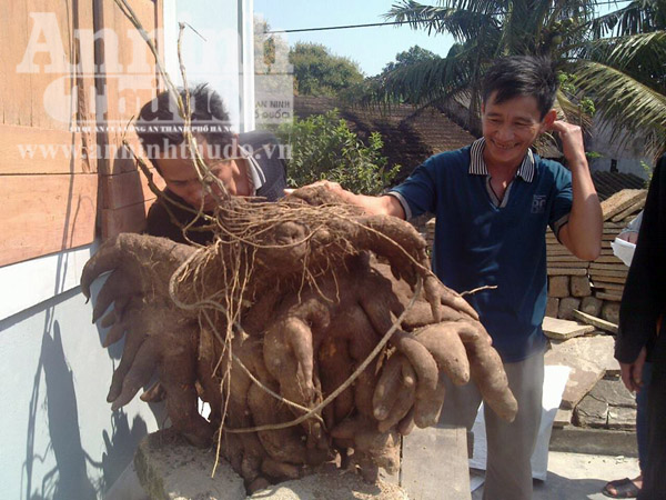 Nghệ an: Phát hiện củ khoai vạc 'khủng' nặng 50kg