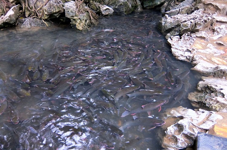 Image result for suoi ca than thanh hoa