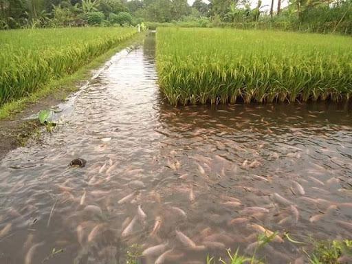 Nuôi tôm, cá trong ruộng lúa mùa lũ tại Đồng Tháp