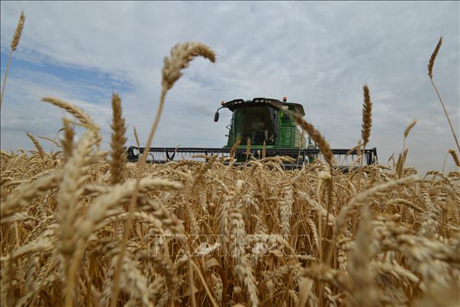 Nông dân thu hoạch lúa mì trên cánh đồng ở Stavropol, Nga. Ảnh: AFP/TTXVN