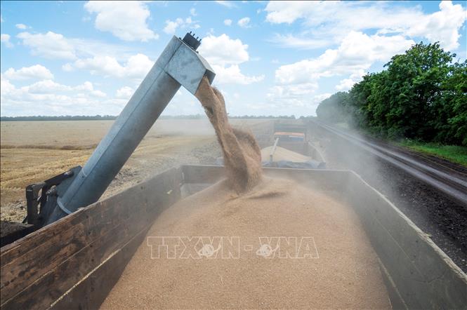 Nông dân thu hoạch lúa mì trên cánh đồng ở vùng Kharkiv, Ukraine ngày 19/7/2022. Ảnh tư liệu: AFP/TTXVN
