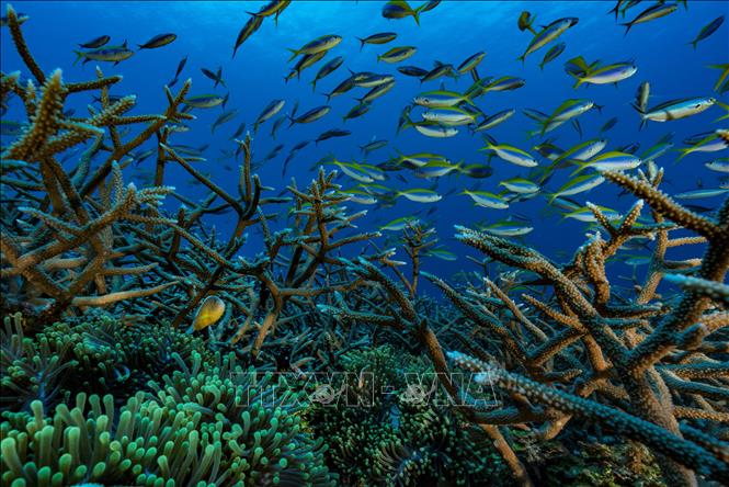 Các loài cá tại vùng biển ngoài khơi Mayotte, Pháp. Ảnh minh họa: AFP/TTXVN