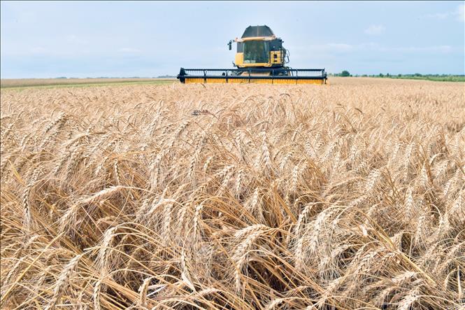Máy gặt đập liên hợp hoạt động trên cánh đồng lúa mì ở Mala Dyvitsya, Ukraine. Ảnh tư liệu: AFP/TTXVN