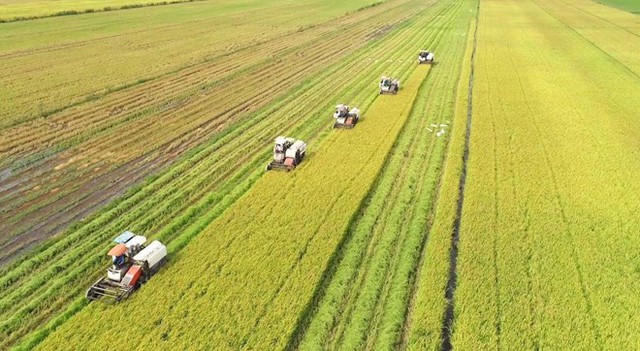 Đến 2030, diện tích canh tác vùng chuyên canh lúa chất lượng cao và phát thải thấp đạt một triệu héc-ta
