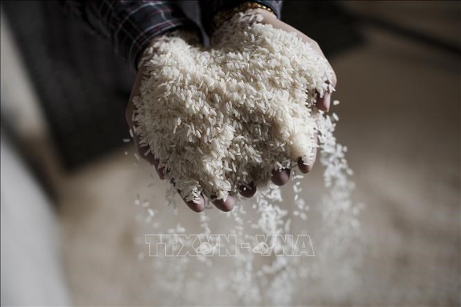 Philippines dự kiến nhập khẩu lượng gạo cao kỷ lục là 3,8 triệu tấn vào năm 2024. Ảnh: AFP/TTXVN