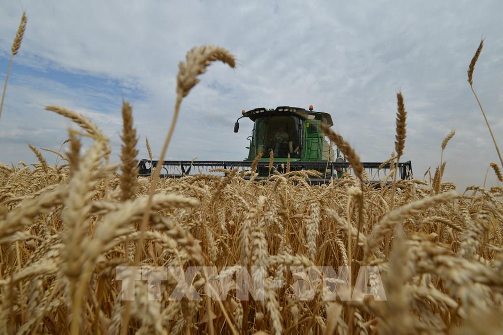 Thu hoạch lúa mì trên cánh đồng ở Stavropol, Nga. Ảnh: AFP/TTXVN