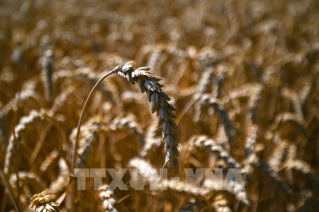Dự trữ lúa mì của Ấn Độ thấp nhất 16 năm. Ảnh: AFP/TTXVN