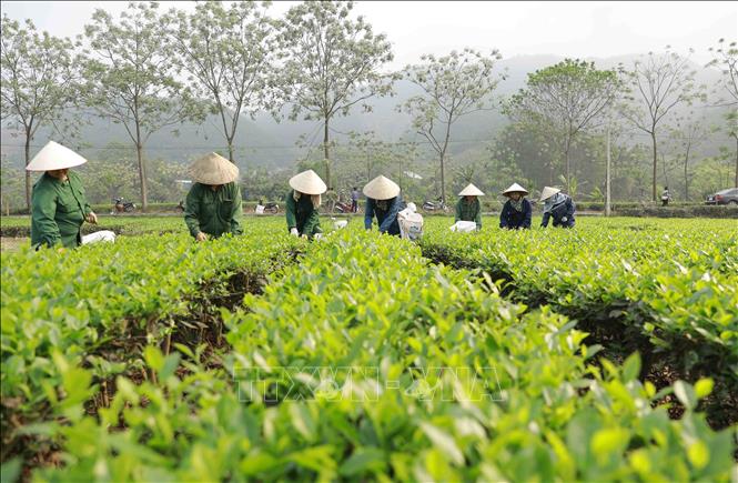 (Ảnh minh họa: Vũ Sinh/TTXVN)