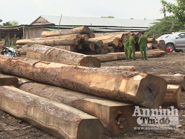 Những cây gỗ có đường kính lớn bị phát hiện
