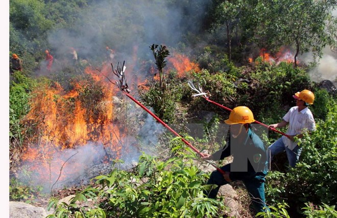 Thời tiết khô nóng khiến nguy cơ cháy rừng tăng cao. Ảnh: Đỗ Trưởng/TTXVN
