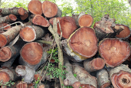  Thành phố Hà Nội sẽ tổ chức đấu giá số gỗ thu được từ Dự án thay thế cây xanh. Ảnh: Giang Huy