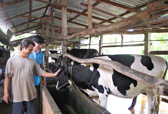Trại chăn nuôi bò của nông dân ở Củ Chi