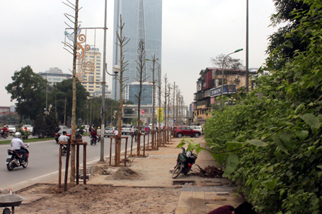 Hàng cây gỗ mỡ trên đường Nguyễn Chí Thanh