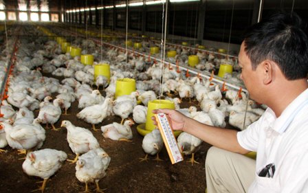  Nếu không nhanh chóng đổi thay, ngành chăn nuôi gà Việt Nam khó có thể tồn tại khi hội nhập sâu. Ảnh: Trần Việt 