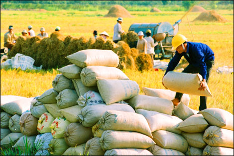 9 tháng đầu năm 2015, xuất khẩu gạo giảm 15,7% so với cùng kỳ