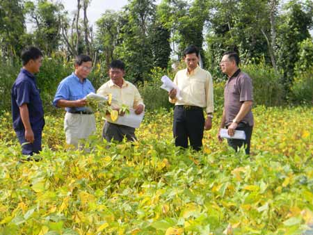 Vinasoy làm việc cùng các nhà khoa học nước ngoài trên cánh đồng đậu nành để tìm giải pháp phát triển giống đậu nành địa phương