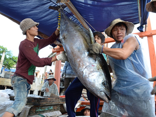 Tất cả các lô hàng cá ngừ Việt Nam nhập khẩu vào Mỹ đều bị kiểm tra. Ảnh minh họa: Internet
