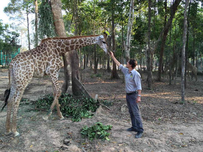 Chuyên gia nước ngoài đang chăm sóc Hươu cao cổ tại Vinpearl Safari Phú Quốc 