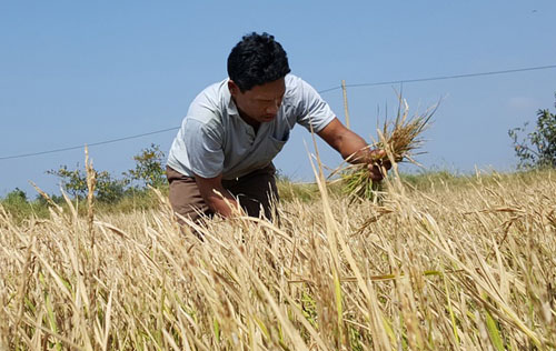  Nhiều nông dân xuống giống vụ đông xuân nhưng chỉ thu hoạch được lúa lép. Ảnh: Cửu Long.