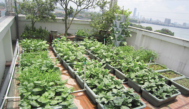 Khu vườn trên sân thượng: Hãy tận hưởng không gian xanh tuyệt đẹp trên sân thượng của bạn với một khu vườn tràn đầy sức sống. Với một khu vườn trên sân thượng, bạn sẽ có nhiều không gian sống và xanh tươi để giải trí, và bạn còn được tận hưởng nguồn cung cấp rau sạch, tươi ngon cho gia đình của mình.