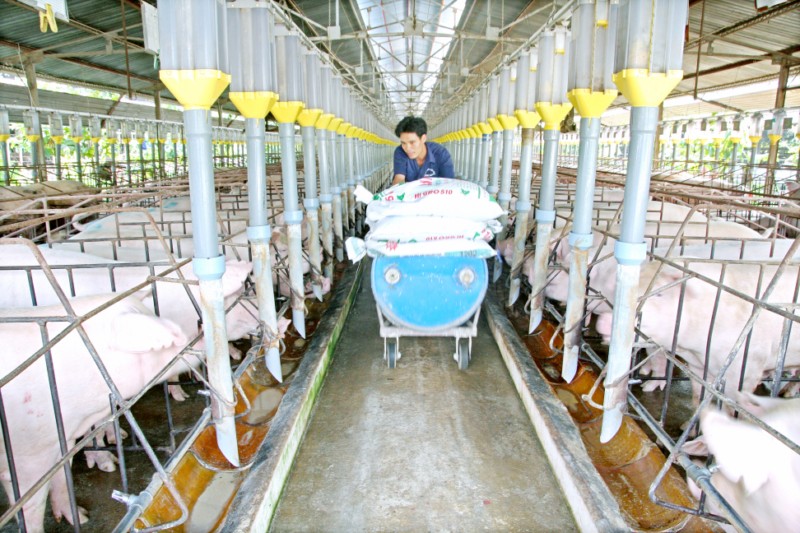 Hoạt động chăn nuôi tại Công ty cổ phần Chăn nuôi Phú Sơn