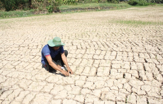 Hiện ĐBSCL có khoảng 1,5 triệu nông dân trồng lúa và gần 475.000 hộ dân thiếu nước ngọt sinh hoạt. Ảnh: Dân trí