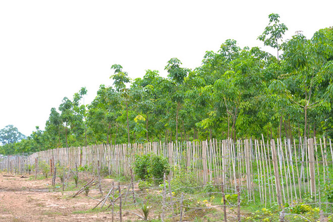 Hoàng Anh Gia Lai có rất nhiều tài sản là rừng trồng cao su ở các khu vực trọng yếu Ảnh: báo Gia Lai