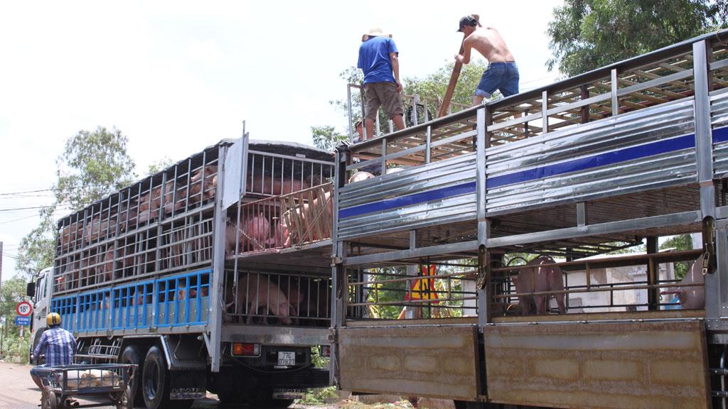 Xuất khẩu lợn giống qua lối mở, cửa khẩu phụ sẽ gặp nhiều khó khăn trong thời gian tới.