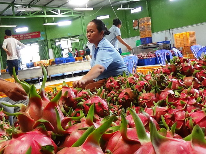 Lựa chọn thanh long trước khi sơ chế xuất khẩu đi Mỹ tại một doanh nghiệp ở Bình Thuận. Ảnh: Nguyễn Nam/tintucnongnghiep.com