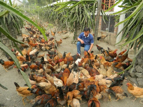  Anh Thuận là người hiếm hoi ở Quảng Ngãi chọn nuôi giống gà Lạc Thủy