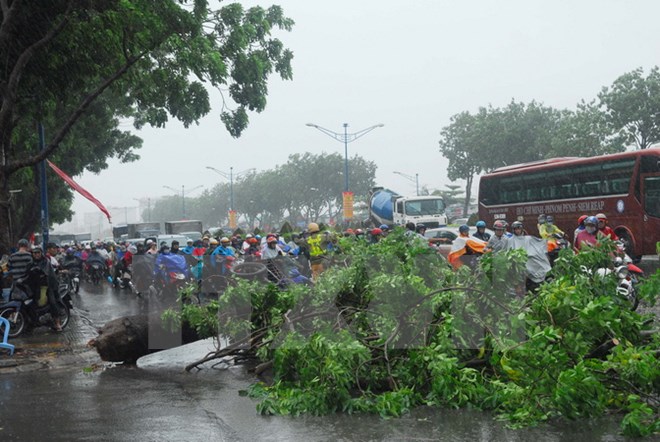 Trận mưa dông lớn chiều 27/6 làm nhiều cây xanh ngã đổ tại Thành phố Hồ Chí Minh. Ảnh: Mạnh Linh/TTXVN