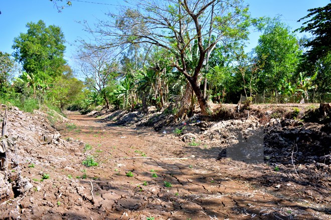 Nhiều tuyến kênh ở Cà Mau đã khô cạn vì cơn hạn hiếm thấy đang diễn ra. Ảnh: Huỳnh Thế Anh/TTXVN
