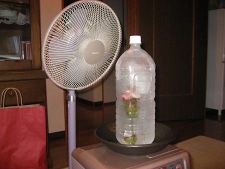 Người Nhật để chai nước đá trước quạt để không khí mát lan tỏa khắp nhà. Ảnh: Rocketnews