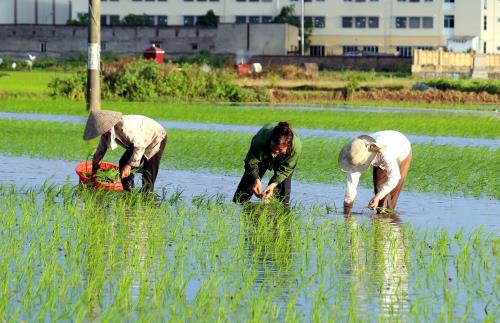 Nghịch lý thiếu giống lúa chất lượng tại Đồng bằng sông Cửu Long. Ảnh minh họa: Phạm Kiên - TTXVN