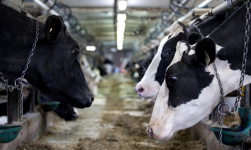  Bò sữa tại một trang trại ở Quebec (Canada). Ảnh: Reuters