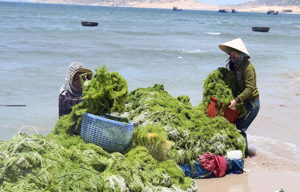 Vùng ven biển huyện Thuận Nam, Ninh Thuận trở thành nơi phát triển mạnh nghề nuôi rong sụn, mang lại thu nhập cao cho người dân. (Ảnh: Công Thử/TTXVN)