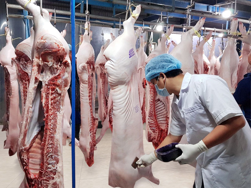 Thịt heo tại hệ thống MM Mega Market được kiểm soát nghiêm ngặt từ khâu chăn nuôi, khâu giết mổ, đến khâu vận chuyển