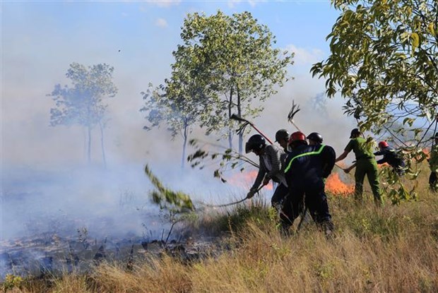 Người dân và các lực lượng đang tham gia chữa cháy rừng. (Ảnh: Hồ Cầu/TTXVN)