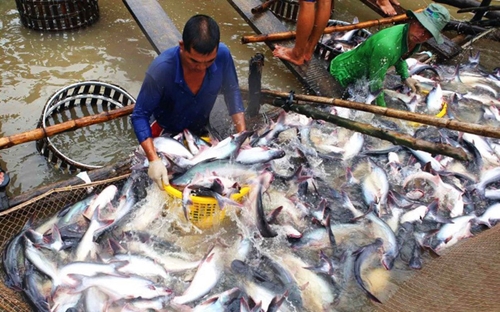  Cá tra Việt ngày càng có cơ hội tại thị trường Trung Quốc