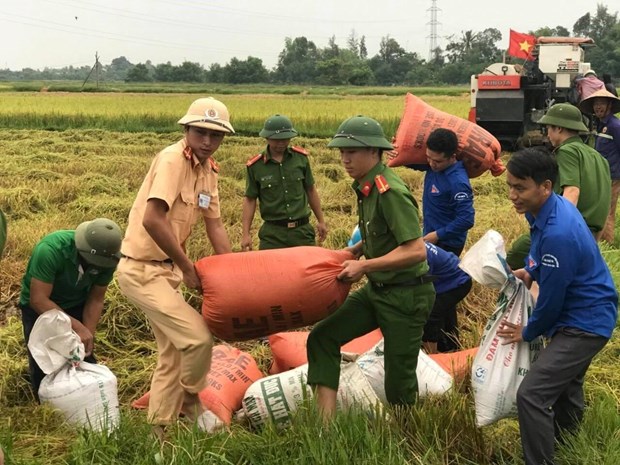 Các lực lượng giúp dân thu hoạch lúa chạy bão tại Hà Tĩnh. (Ảnh: Hoàng Ngà/TTXVN)