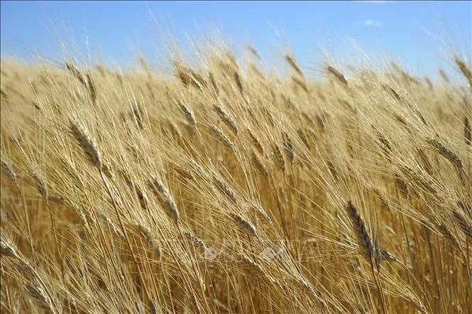  Chú thích ảnh Một cánh đồng lúa mì ở Tioga, bang Bắc Dakota, Mỹ. Ảnh minh họa: AFP/TXTVN