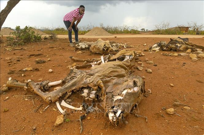 Gia súc bị chết do hạn hán kéo dài tại Oromia, Nam Ethiopia, ngày 16/3/2023. Ảnh minh họa: Kyodo/TTXVN