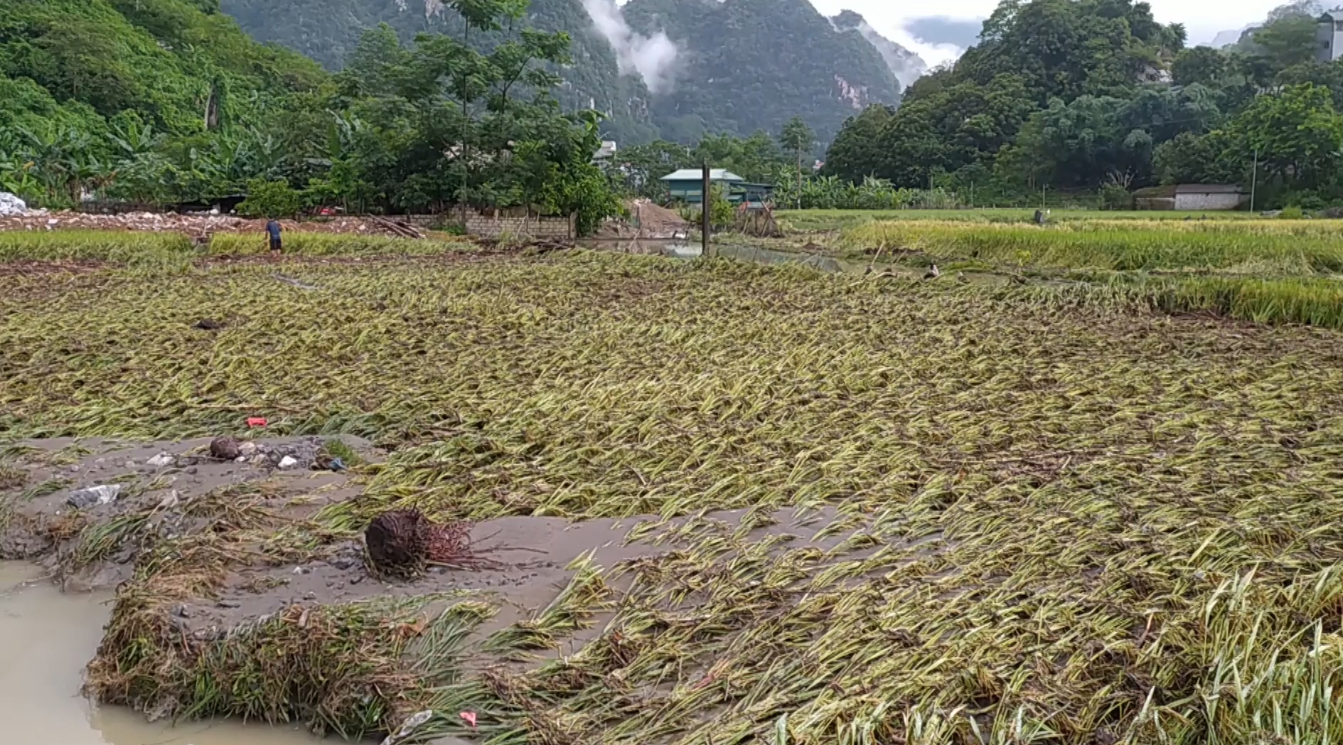 Sau mưa lũ, có hàng ngàn hecta lúa bị sạt lở và ngập úng.