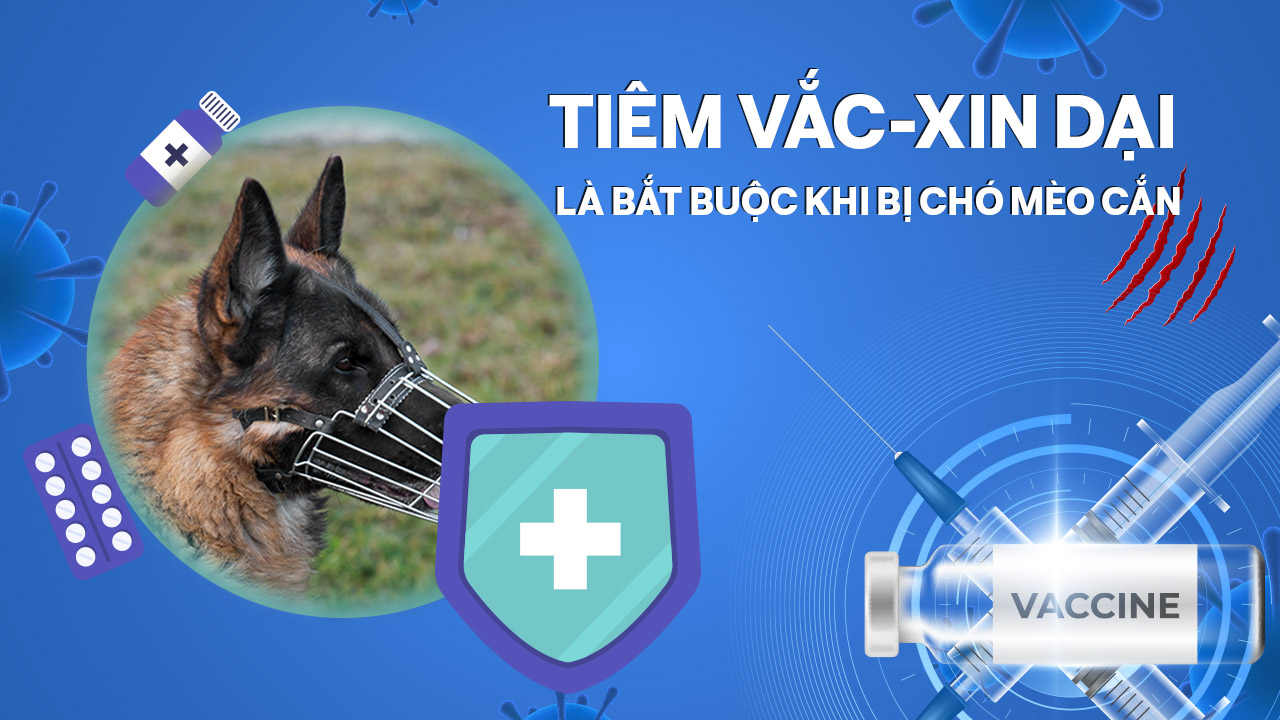 [Video] Tiêm vắc-xin dại là bắt buộc khi bị chó mèo cắn