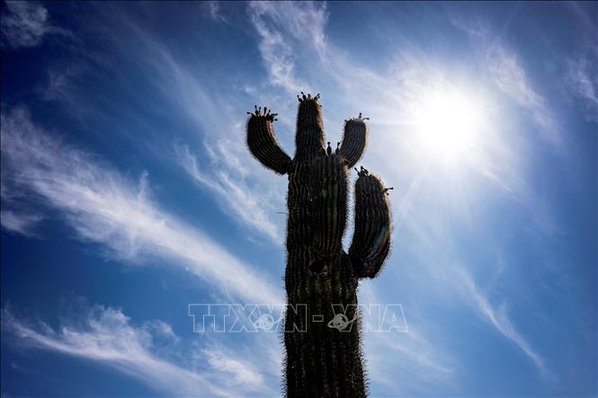  Chú thích ảnh Nắng gay gắt tại thành phố Phoenix, Ariona, Mỹ. (Ảnh tư liệu: AFP/TTXVN)